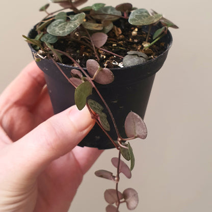 Chain of Hearts | Indoor Plant