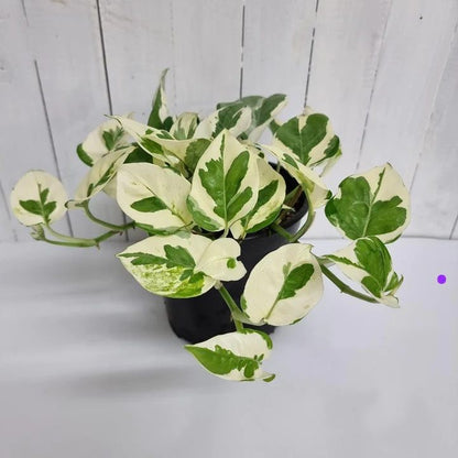 Epipremnum Aureum N' Joy | Indoor Plant