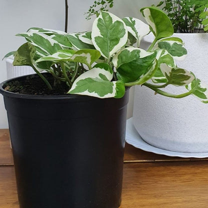 Epipremnum Aureum N' Joy | Indoor Plant