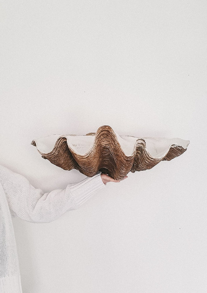 Resin Clam Shell – The Foxes Den