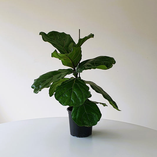 Fiddle Leaf Fig | Indoor Plant