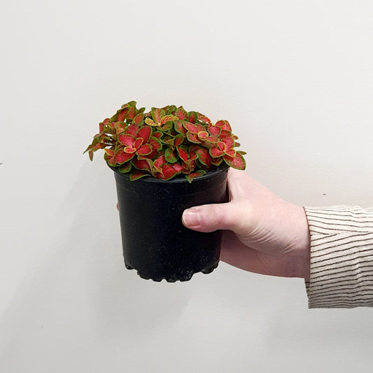 Fittonia Skeleton | Red & Green | Indoor Plant