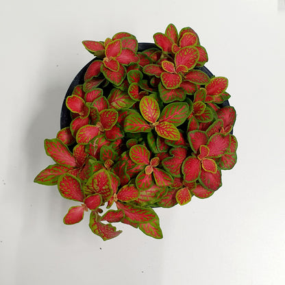 Fittonia Skeleton | Red & Green | Indoor Plant