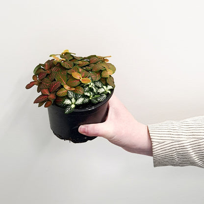 Fittonia Skeleton | Mixed Colour | Indoor Plant