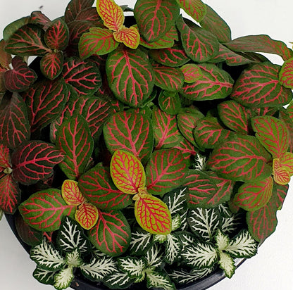 Fittonia Skeleton | Mixed Colour | Indoor Plant