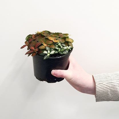 Fittonia Skeleton | Mixed Colour | Indoor Plant