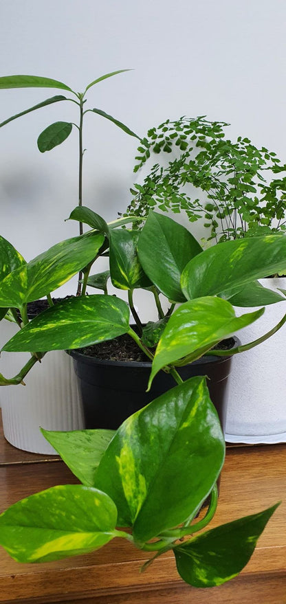 Golden Pothos | Indoor Plant