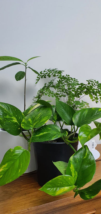 Golden Pothos | Indoor Plant