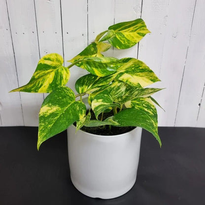 Golden Pothos | Indoor Plant