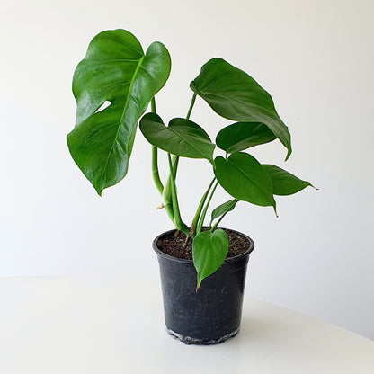 Monstera Deliciosa (Fruit Salad Plant ) | Indoor Plant