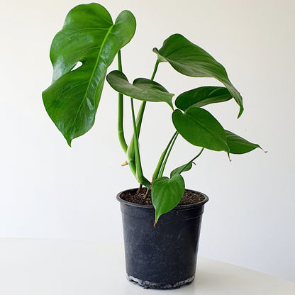 Monstera Deliciosa (Fruit Salad Plant ) | Indoor Plant