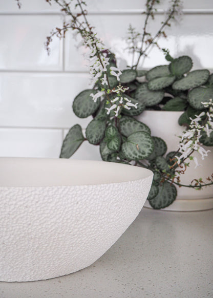 Plectranthus 'Emerald Lace | Indoor Plant