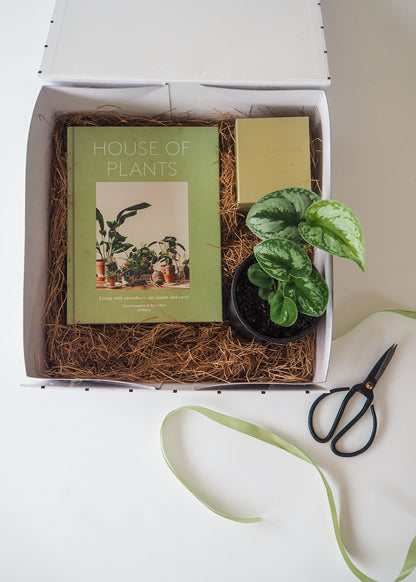 SCINDPSUS SATIN POTHOS | Indoor Plant