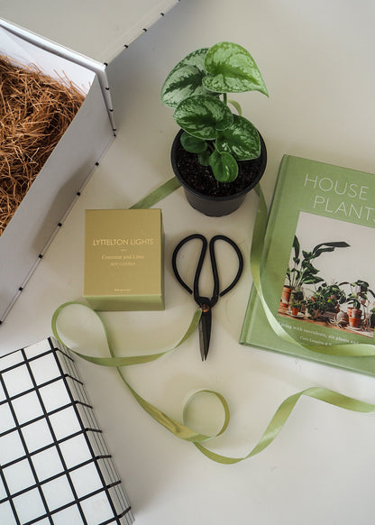 SCINDPSUS SATIN POTHOS | Indoor Plant