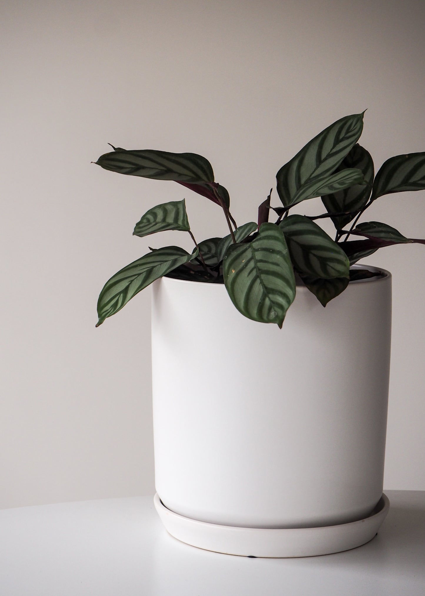 Ceramic Planter | White | 18.5cm