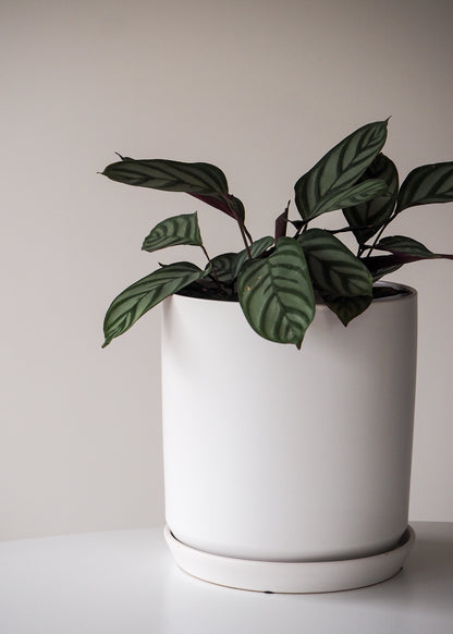 Ceramic Planter | White | 25cm