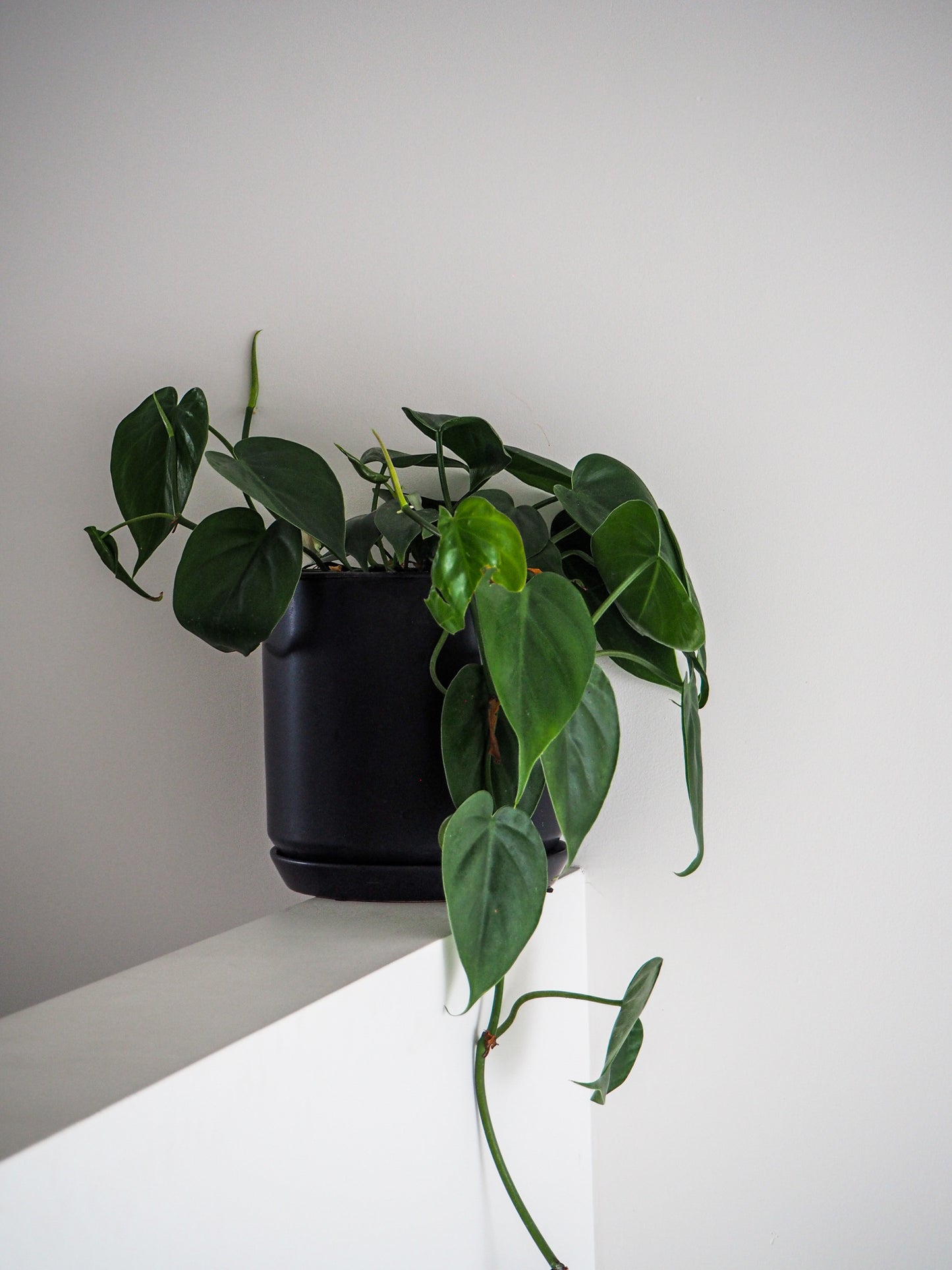 Ceramic Planter | Black | 25cm
