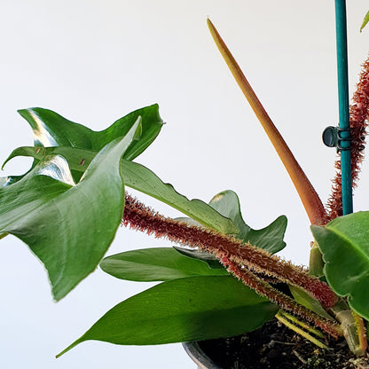 PHILODENDRON SQUAMIFERUM | Indoor House Plant