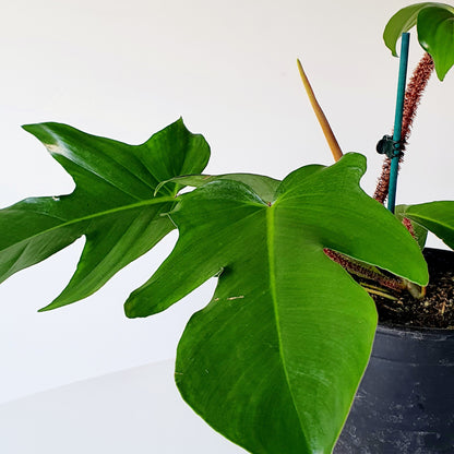 PHILODENDRON SQUAMIFERUM | Indoor House Plant