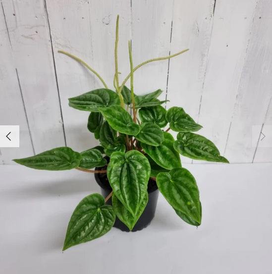 Peperomia Marmorata  | Indoor Plant