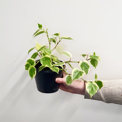 Peperomia scandens 'Variegata' | Indoor Plant