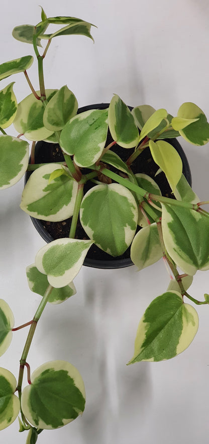 Peperomia scandens 'Variegata' | Indoor Plant