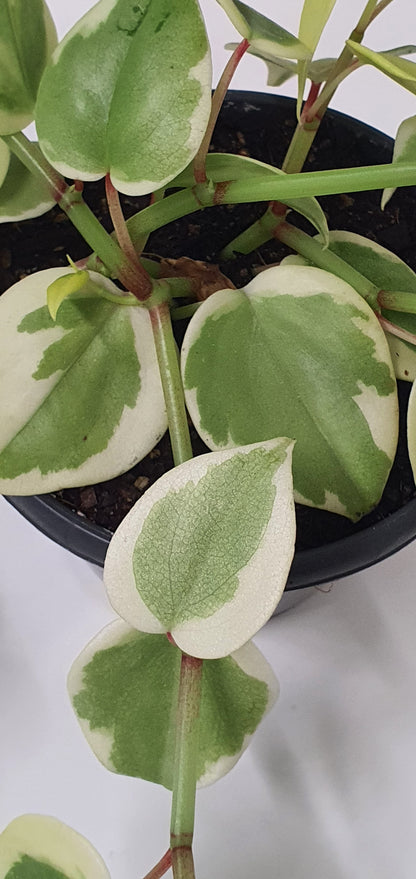 Peperomia scandens 'Variegata' | Indoor Plant