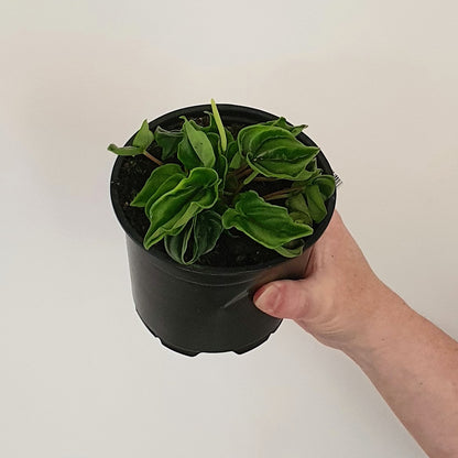 Peperomia Wavy Gravy | Indoor Plant