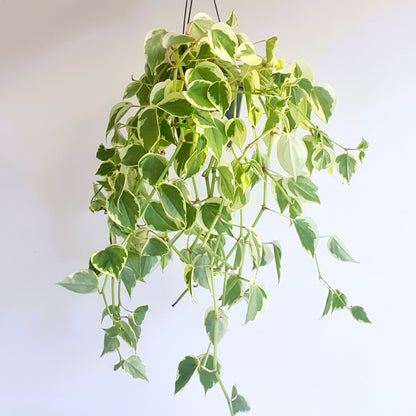 Peperomia scandens 'Variegata' | Indoor Plant