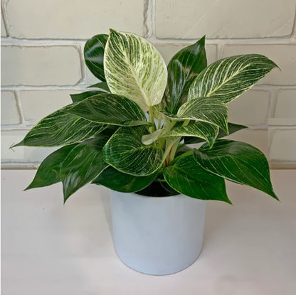 Philodendron Birkin | Indoor Plant