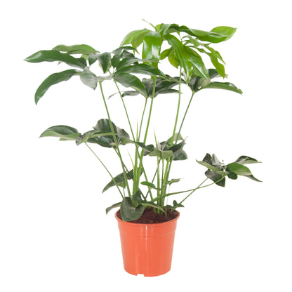 Philodendron Goeldii (Finger Leaf) | Indoor Plant