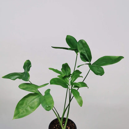 Philodendron Goeldii (Finger Leaf) | Indoor Plant