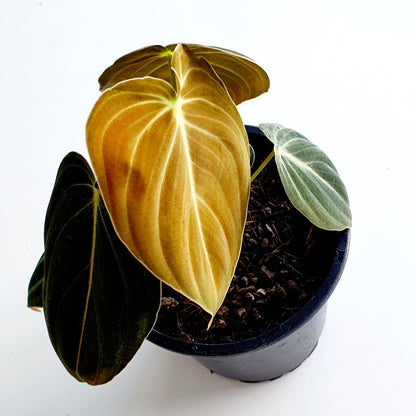 Philodendron Melanochrysum | Indoor House Plant