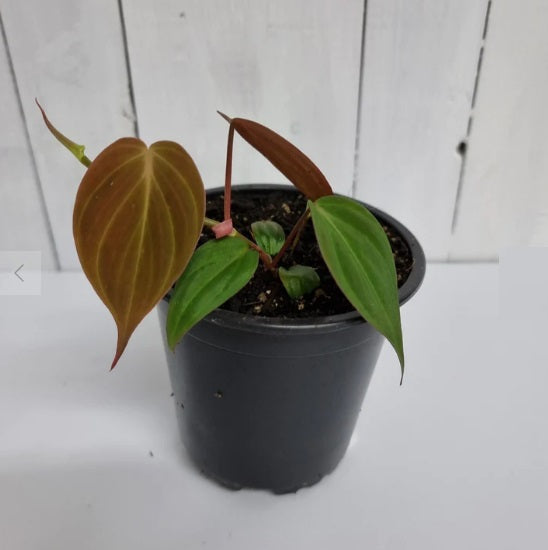 Philodendron Micans | Indoor Plant