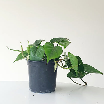 Philodendron Cordatum Heartleaf | Indoor Plant ( trailing Plant )