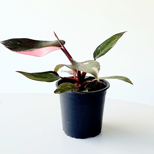 Philodendron Pink Princess | Indoor Plant