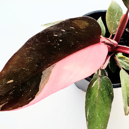 Philodendron Pink Princess | Indoor Plant