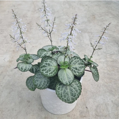 Plectranthus 'Emerald Lace | Indoor Plant