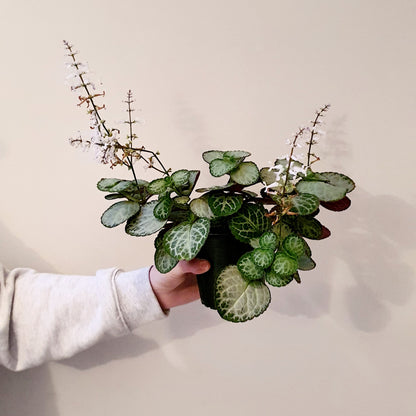 Plectranthus 'Emerald Lace | Indoor Plant