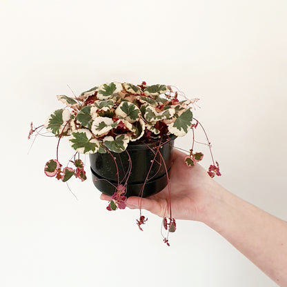 Strawberry Begonia | Indoor Plant
