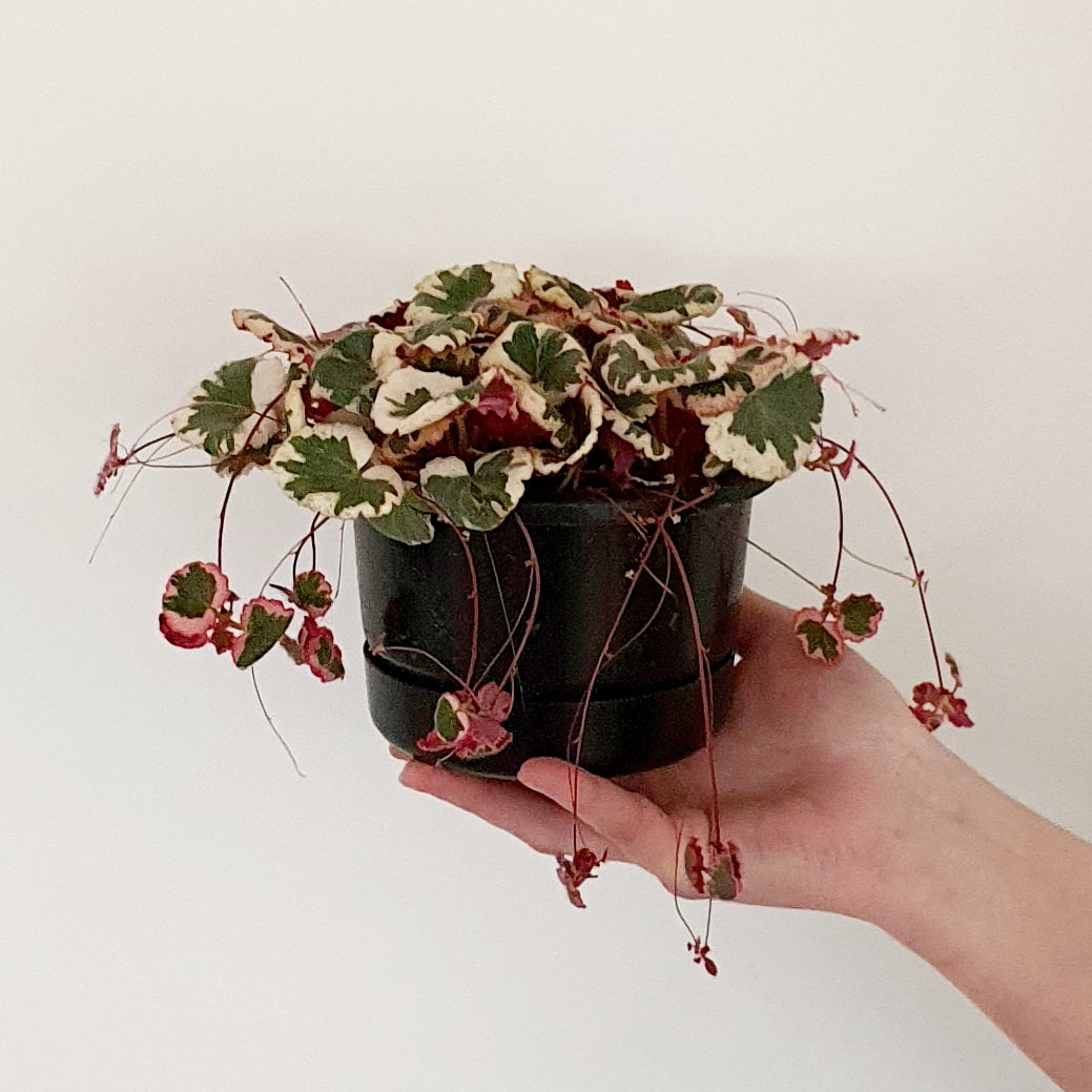 Strawberry Begonia | Indoor Plant