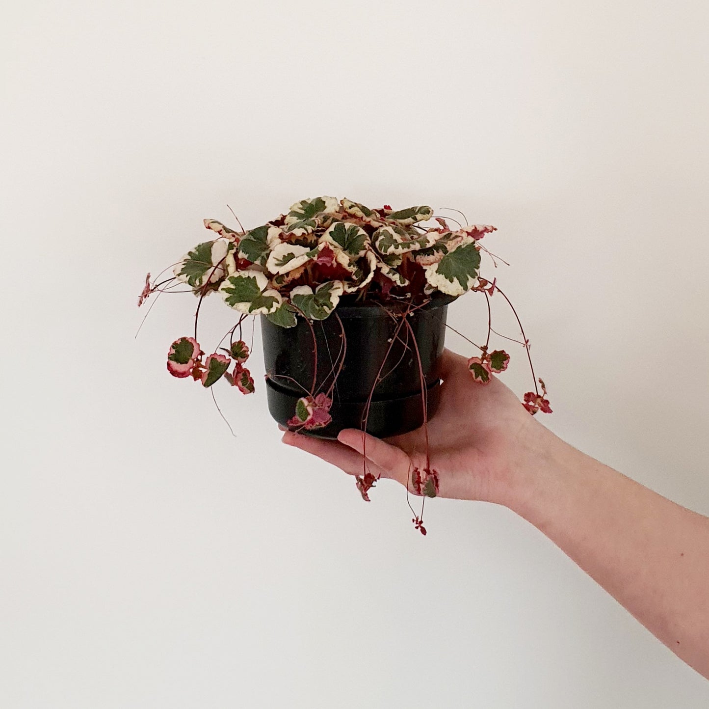 Strawberry Begonia | Indoor Plant