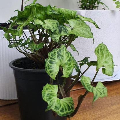 Syngonium Batik | Indoor Plant