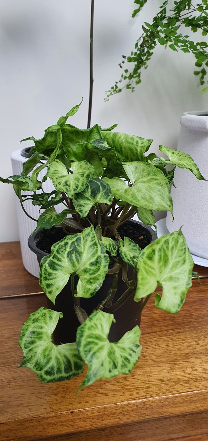 Syngonium Batik | Indoor Plant
