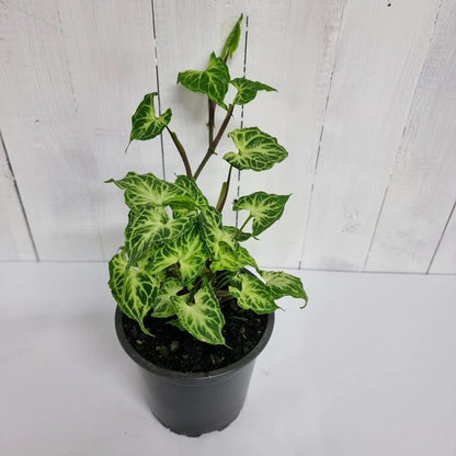 Syngonium Batik | Indoor Plant