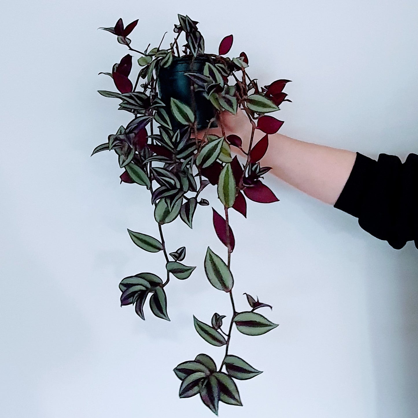 Tradescantia Zebrina (wandering Jew) | Indoor Plant