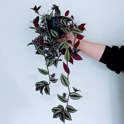 Tradescantia Zebrina (wandering Jew) | Indoor Plant
