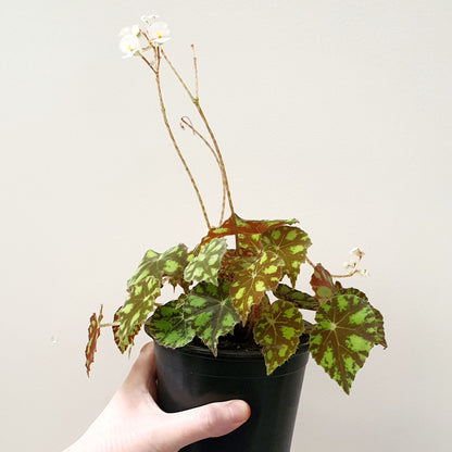 Begonia Tiger Paws/ Eyelash | Indoor Plant