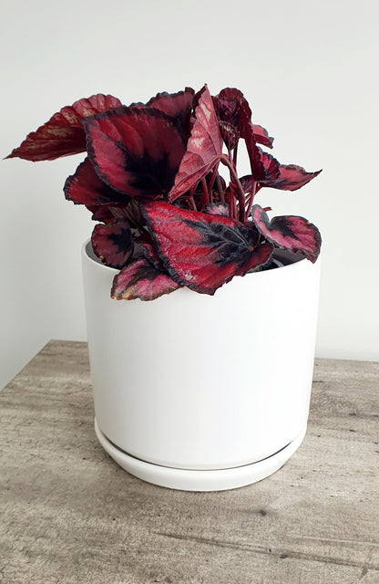 Ceramic Planter | White | 15.5cm