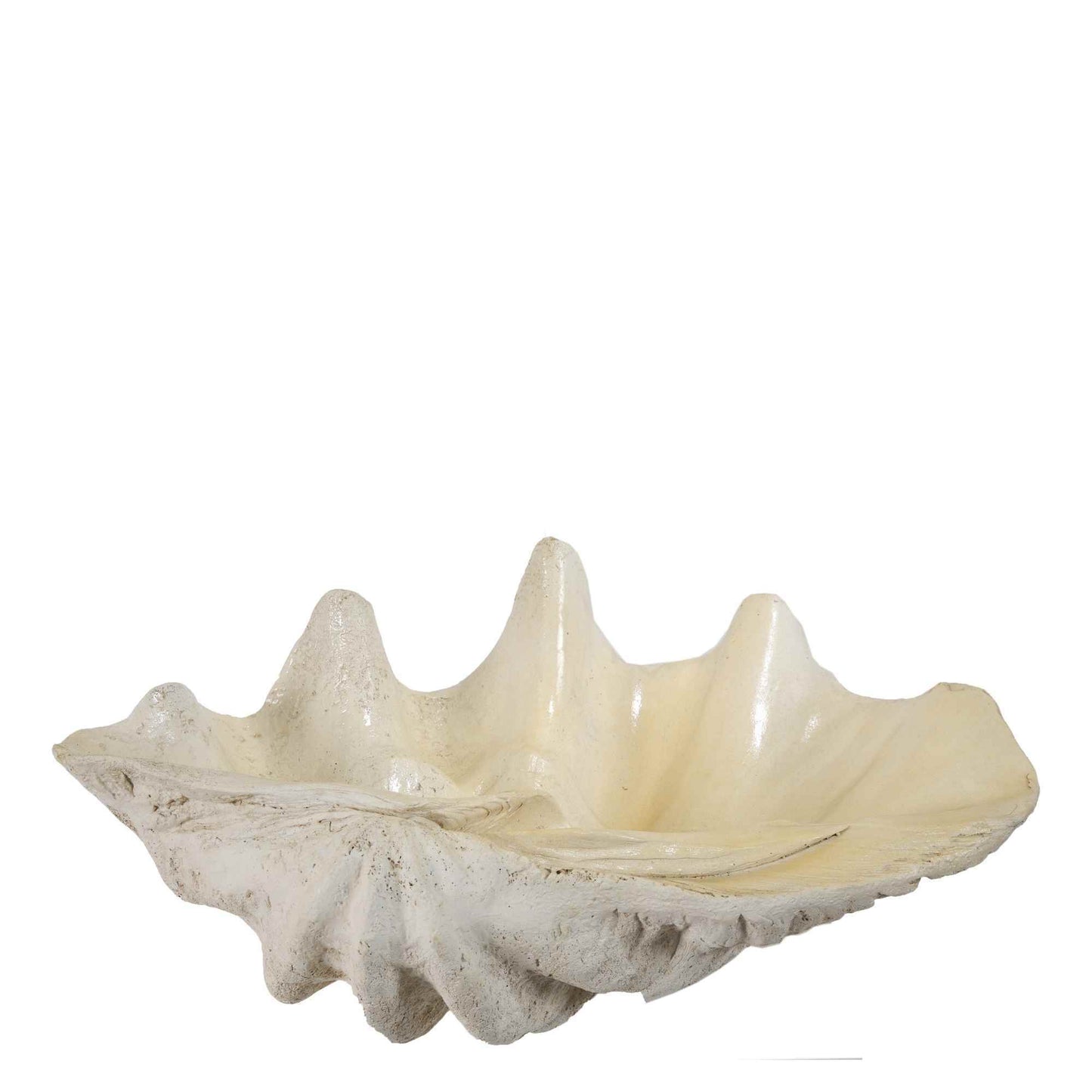 White Clam Shell